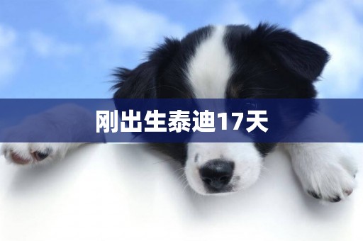 剛出生泰迪17天
