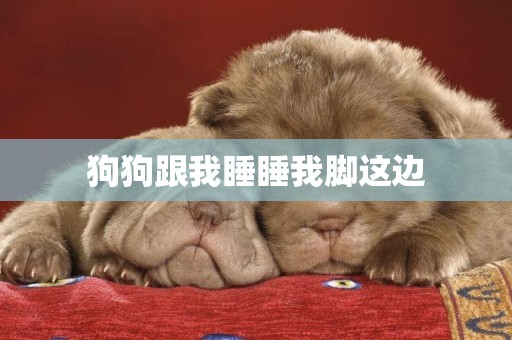 狗狗跟我睡睡我腳這邊