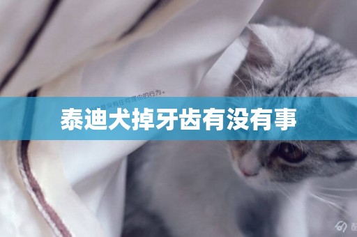 泰迪犬掉牙齒有沒有事