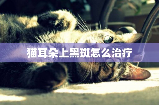 貓耳朵上黑斑怎么治療