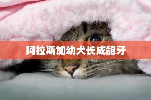 阿拉斯加幼犬長成齙牙