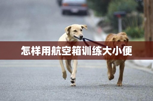 怎樣用航空箱訓練大小便