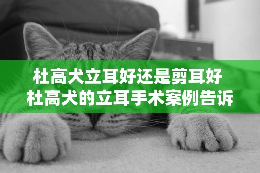 杜高犬立耳好還是剪耳好 杜高犬的立耳手術案例告訴你