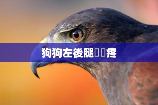 狗狗左後腿窩裡疼
