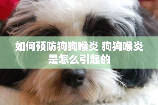 如何預防狗狗喉炎 狗狗喉炎是怎么引起的