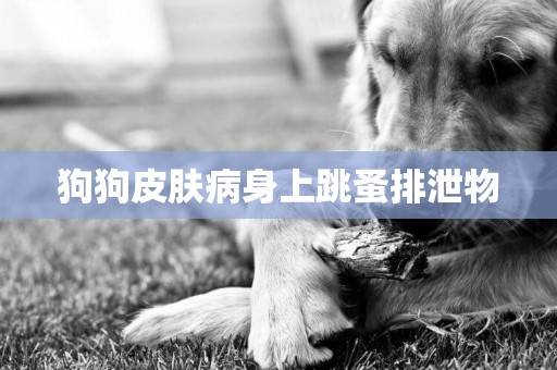 狗狗皮膚病身上跳蚤排泄物