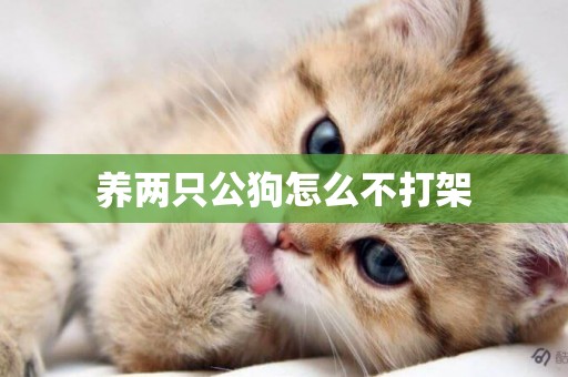 養兩只公狗怎么不打架