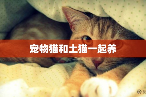 寵物貓和土貓一起養