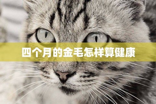 四個月的金毛怎樣算健康