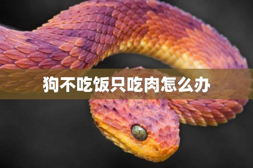 狗不吃飯只吃肉怎么辦