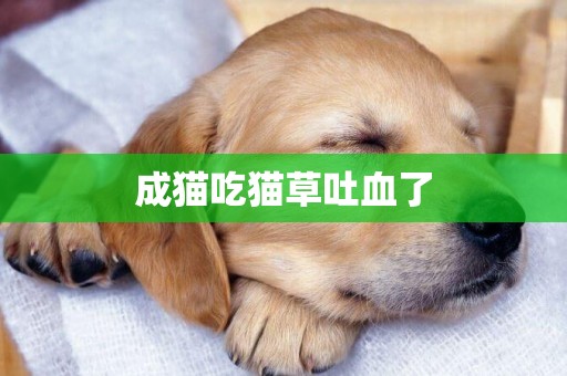 成貓吃貓草吐血了