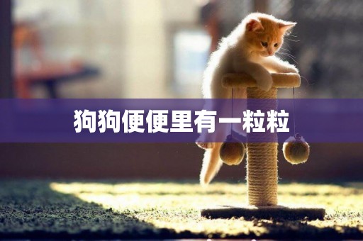 狗狗便便里有一粒粒