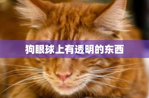 狗眼球上有透明的東西