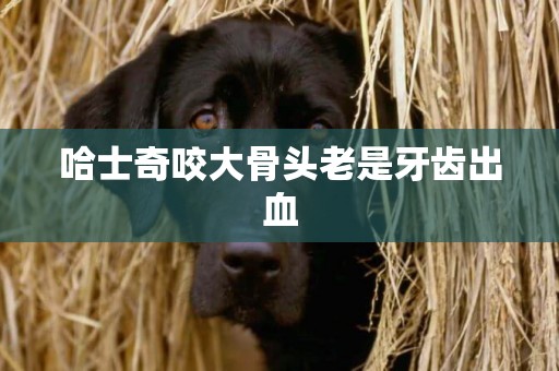 哈士奇咬大骨頭老是牙齒出血