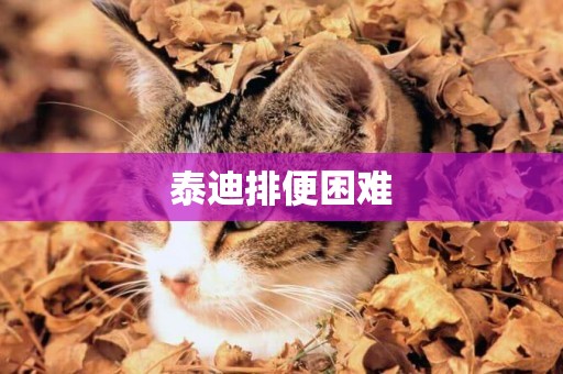 泰迪排便困難