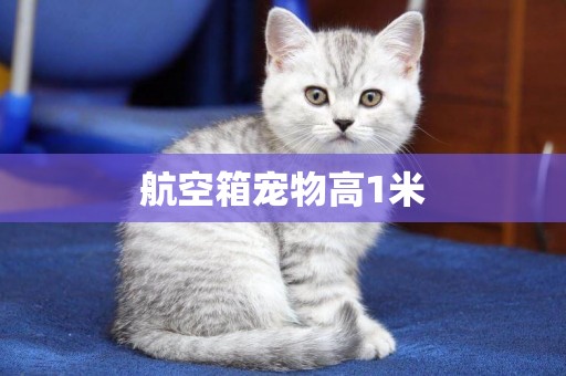 航空箱寵物高1米