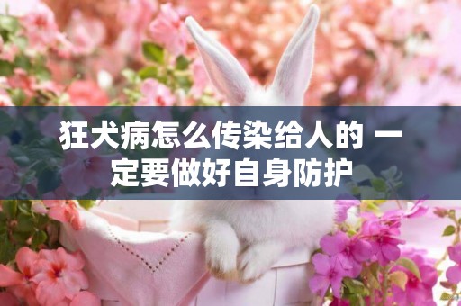 狂犬病怎么傳染給人的 一定要做好自身防護