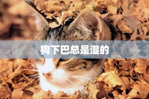 狗下巴總是濕的