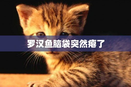 羅漢魚腦袋突然癟了