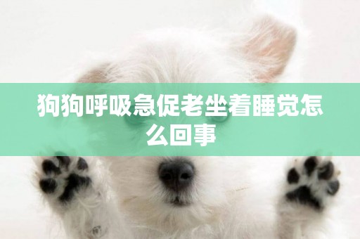 狗狗呼吸急促老坐著睡覺怎么回事