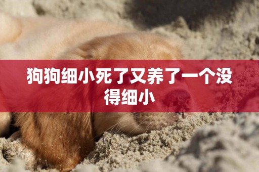 狗狗細小死了又養了一個沒得細小