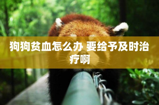 狗狗貧血怎么辦 要給予及時治療啊