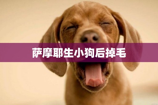 薩摩耶生小狗后掉毛