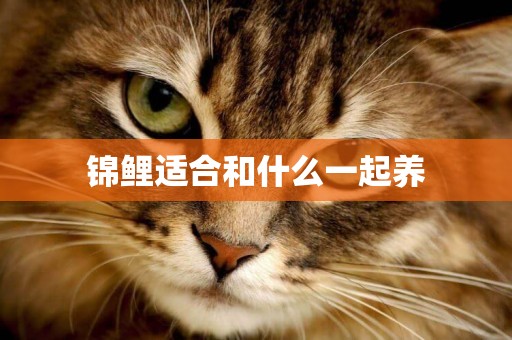 錦鯉適合和什么一起養