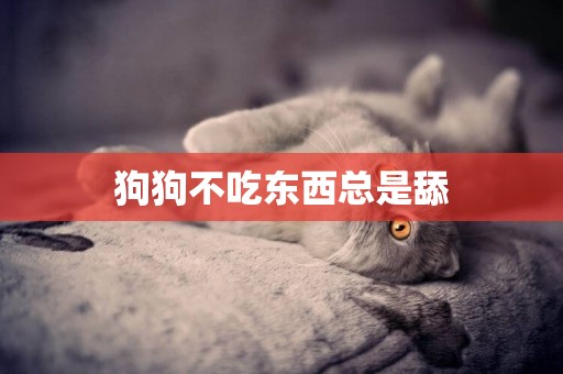 狗狗不吃東西總是舔