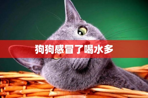 狗狗感冒了喝水多