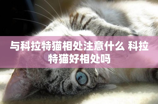 與科拉特貓相處注意什么 科拉特貓好相處嗎