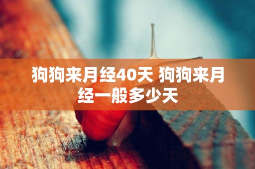 狗狗來月經40天 狗狗來月經一般多少天