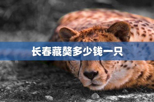 長春藏獒多少錢一只