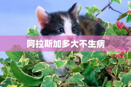 阿拉斯加多大不生病