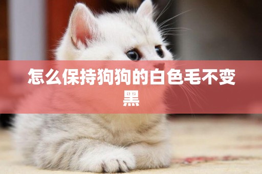 怎么保持狗狗的白色毛不變黑