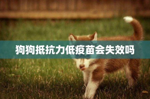 狗狗抵抗力低疫苗會失效嗎