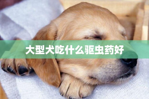大型犬吃什么驅蟲藥好