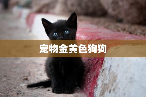 寵物金黃色狗狗