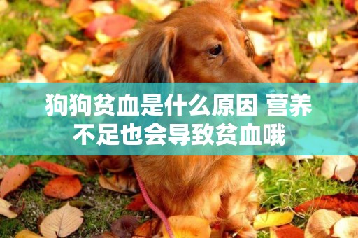 狗狗貧血是什么原因 營養不足也會導致貧血哦
