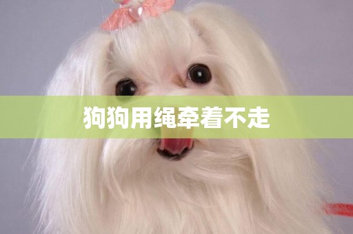 狗狗用繩牽著不走
