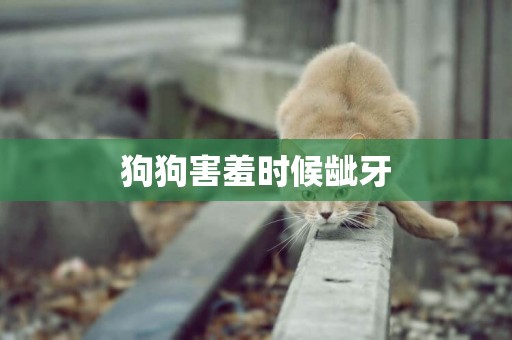 狗狗害羞時候齜牙