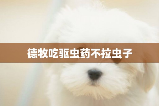 德牧吃驅蟲藥不拉蟲子