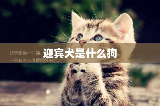 迎賓犬是什么狗