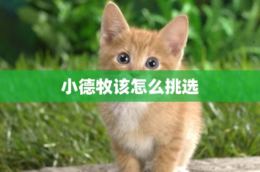 小德牧該怎么挑選