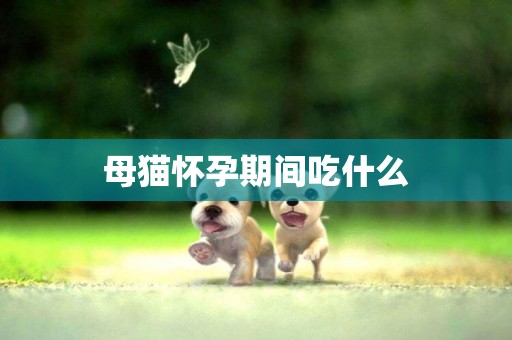 母貓懷孕期間吃什么