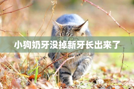小狗奶牙沒掉新牙長出來了