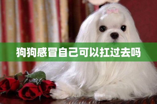 狗狗感冒自己可以扛過去嗎
