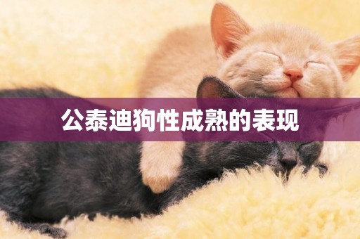 公泰迪狗性成熟的表現