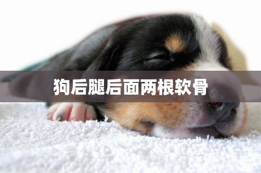 狗后腿后面兩根軟骨