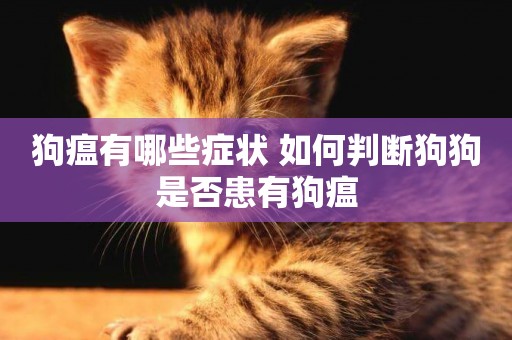 狗瘟有哪些癥狀 如何判斷狗狗是否患有狗瘟